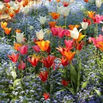 Orto Botanico di Padova, guida alla visita del sito UNESCO