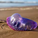 Favignana, segnalato un nuovo avvistamento di caravella portoghese