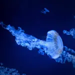 Progetto REVIVE Italia–Malta: ISPRA avvia i rilievi sul campo tra rifiuti marini e habitat da ripristinare