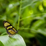 Strategia Nazionale Biodiversità 2030, via libera Stato-Regioni: parte l’attuazione