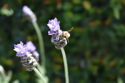 Giornate FAI di Primavera 2026, l’Italia che apre le sue porte