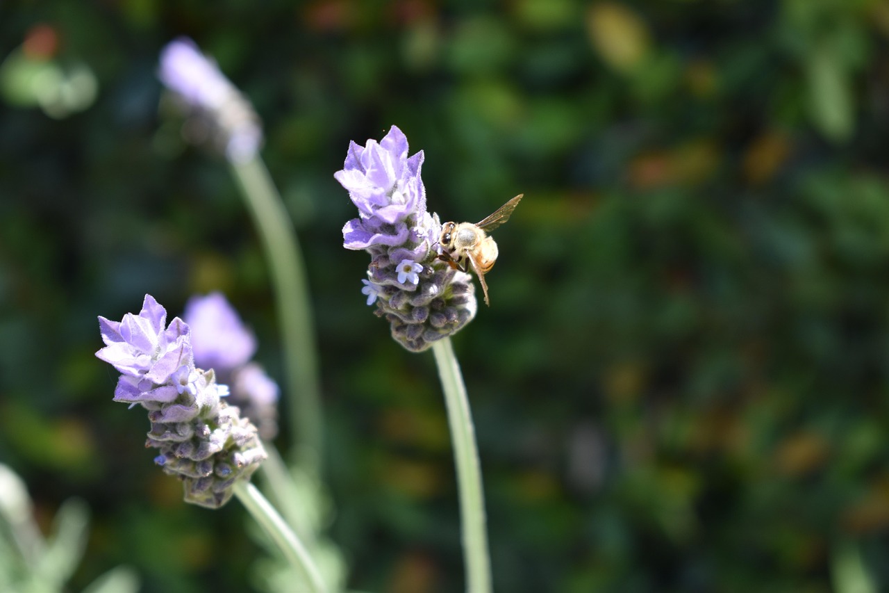 Giornate FAI di Primavera 2026, l’Italia che apre le sue porte
