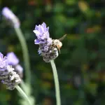 Giornate FAI di Primavera 2026, l’Italia che apre le sue porte