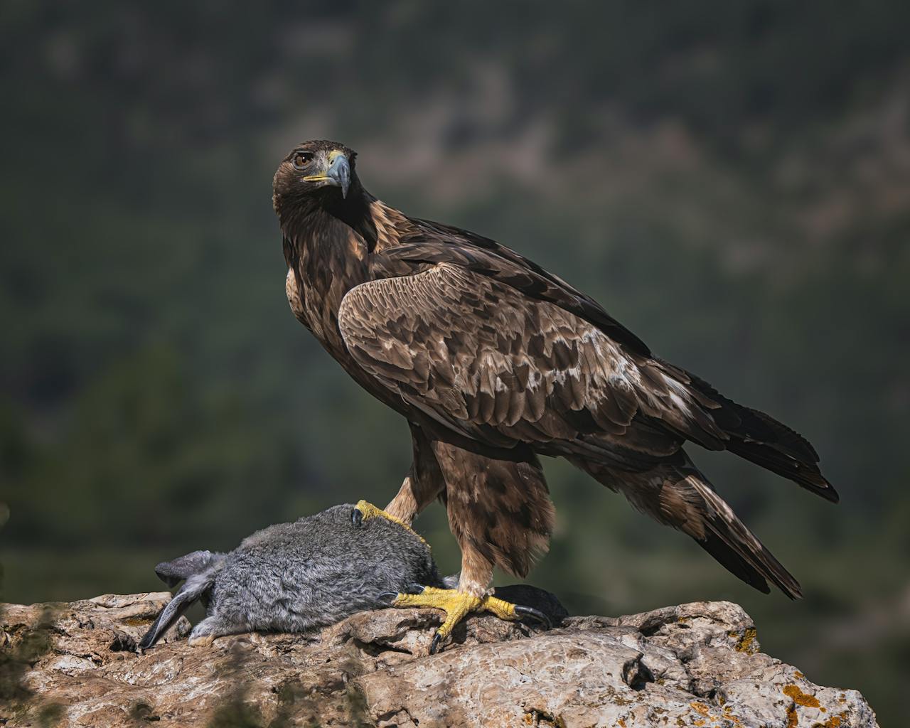 Aquila reale, il viaggio di Isidoro tra Nebrodi, Etna e Madonie: dati preziosi per la conservazione