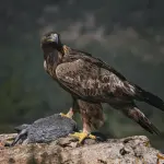 Aquila reale, il viaggio di Isidoro tra Nebrodi, Etna e Madonie: dati preziosi per la conservazione