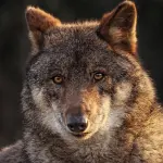 Roma ospita il primo Convegno nazionale sul recupero della fauna selvatica: focus su centri di soccorso, norme e rete istituzionale