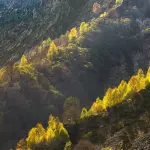 Crediti di carbonio forestali, a Grosseto un convegno per capire le nuove opportunità del 2026