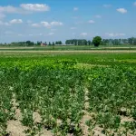 Hormuz, l’allarme di UniEat: fertilizzanti, energia e trasporti mettono sotto pressione l’agroalimentare