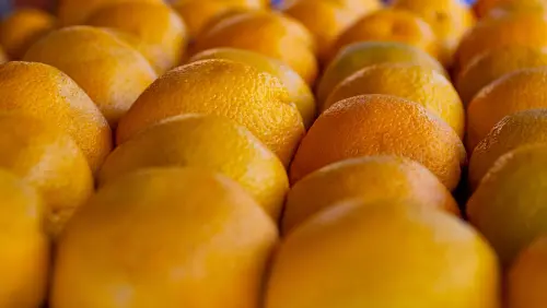 Agrumi, a Catania il vertice dei quattro big europei: fitopatie, regole e import sotto la lente