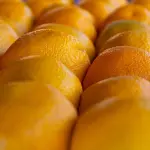 Agrumi, a Catania il vertice dei quattro big europei: fitopatie, regole e import sotto la lente