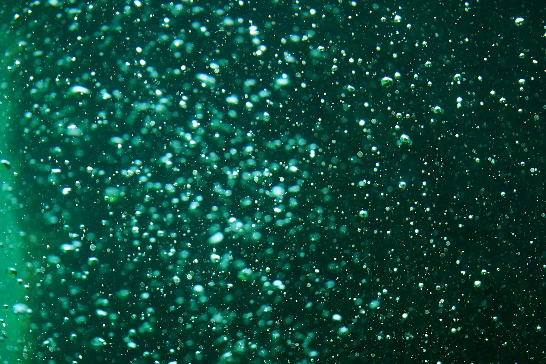 Plancton prodotto in laboratorio: a Livorno la fattoria del mare ISPRA