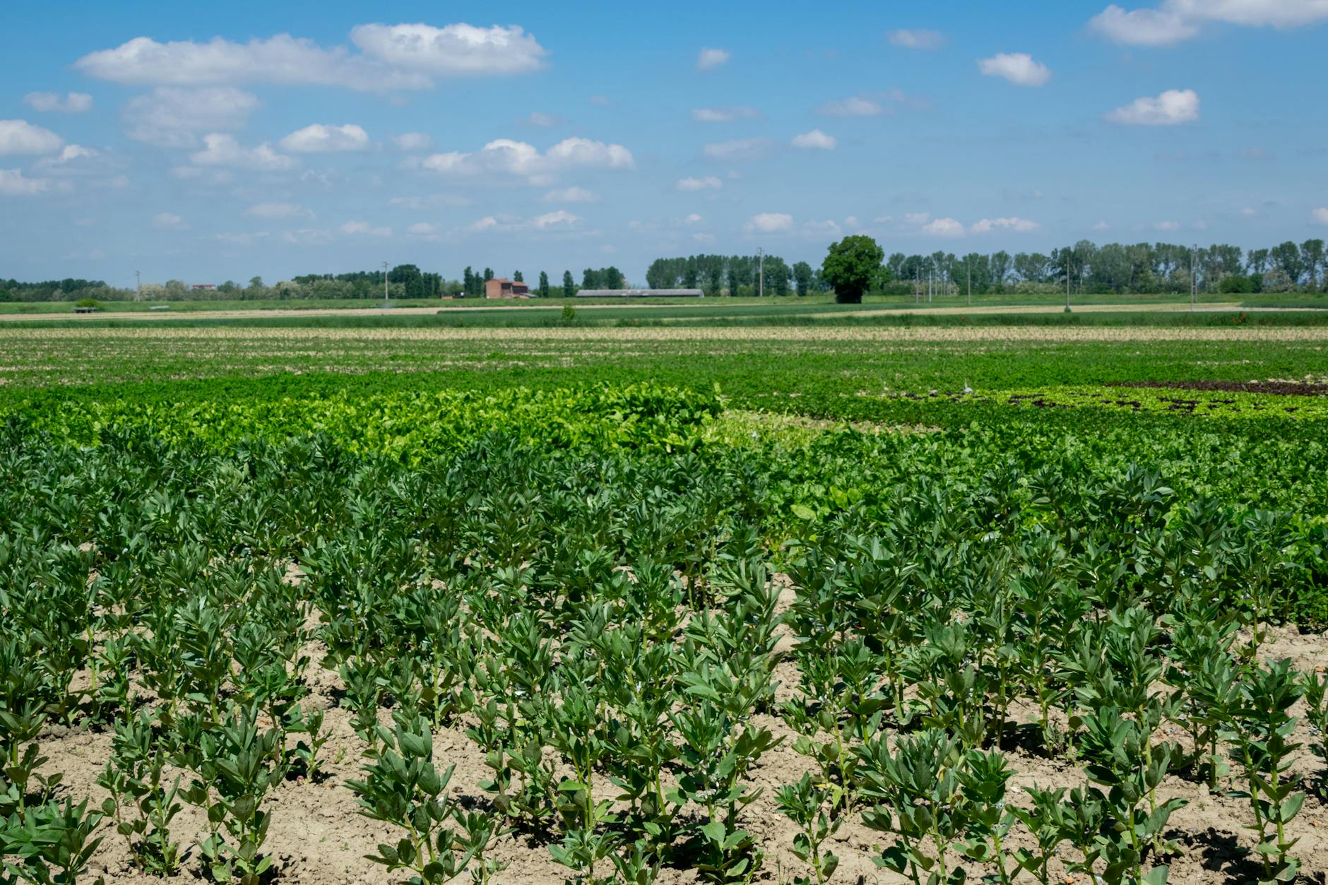 Confagricoltura e Università della Tuscia, accordo su ricerca e tirocini