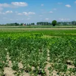 Confagricoltura e Università della Tuscia, accordo su ricerca e tirocini