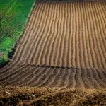 Agricoltura, rinnovato il contratto nazionale: aumento del 5,1%