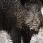 Fauna selvatica fuori controllo, Confagricoltura L’Aquila chiede interventi urgenti